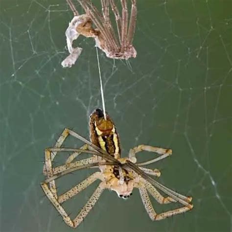Should you remove a spiders molt?
