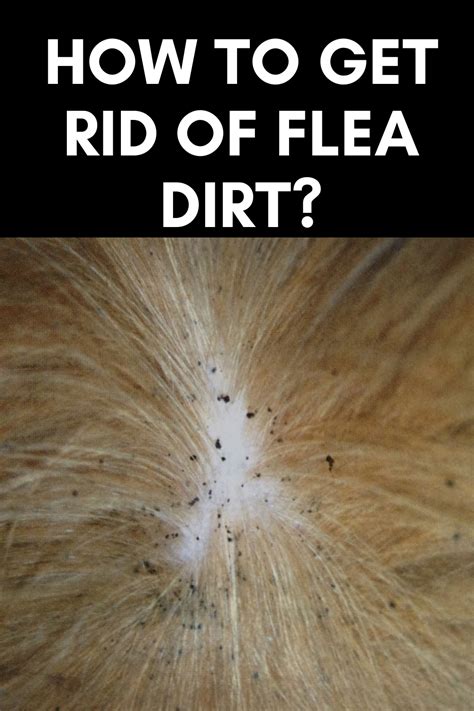Should you remove flea dirt?