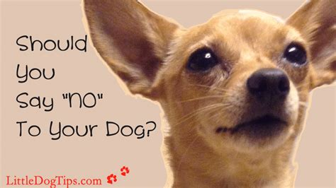 Should you say no to a dog?