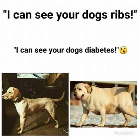 Should you see a Labradors ribs?