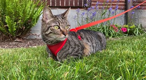 Should you take your cat for a walk?