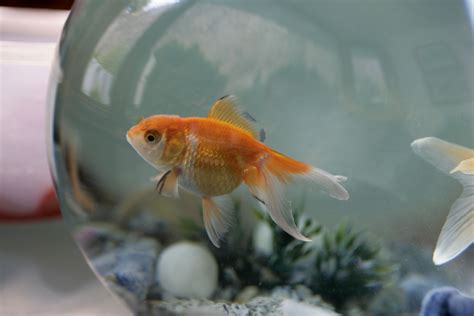 Should you talk to your pet fish?