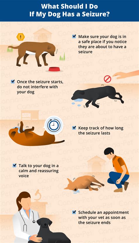 Should you touch a dog having a seizure?