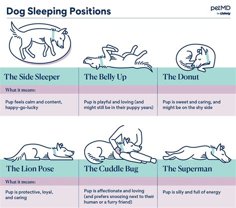 Should you touch a sleeping dog?