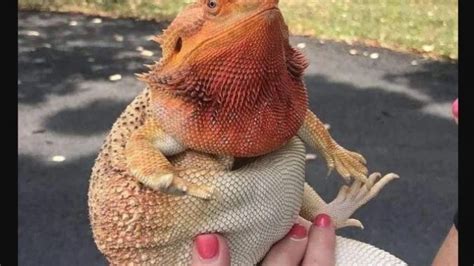 Should you touch your bearded dragon?