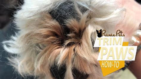Should you trim hair in front of dog's eyes?