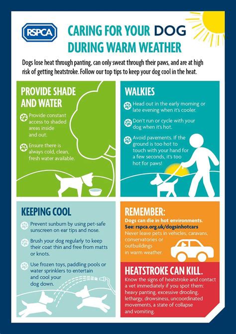 Should you walk dog in heatwave?