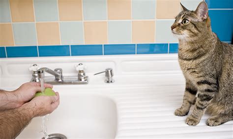Should you wash hands after touching cat?