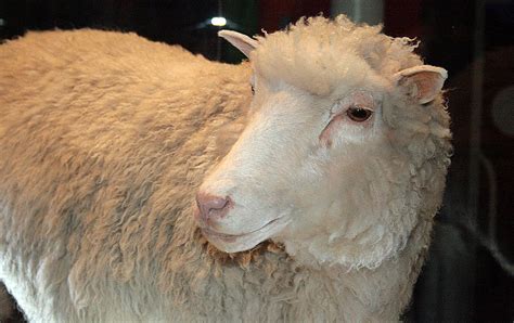 Was Dolly the Sheep born old?