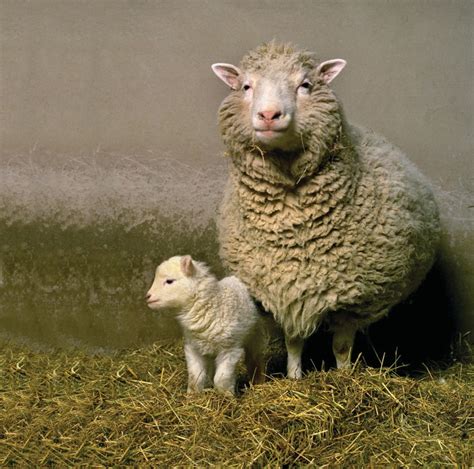 Was Dolly the Sheep ever a baby?
