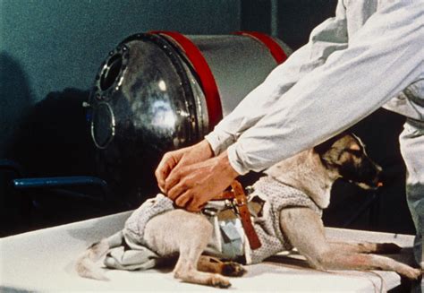 Was Laika the only dog in space?