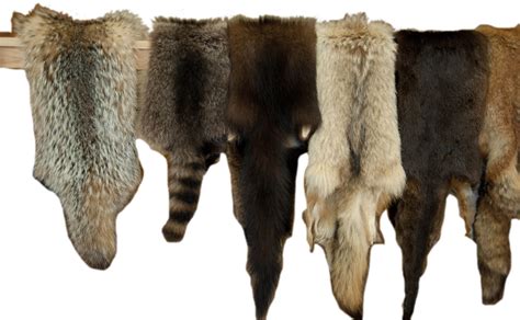 Was fur used as money?
