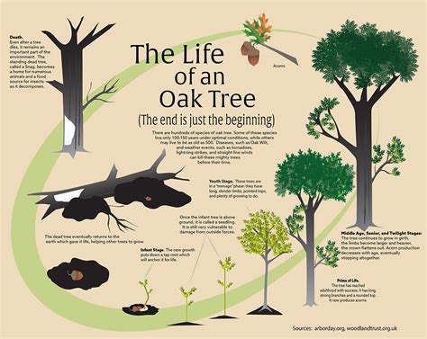 Was the tree of life an oak tree?