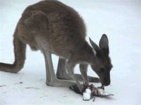 Was there a carnivorous kangaroo?