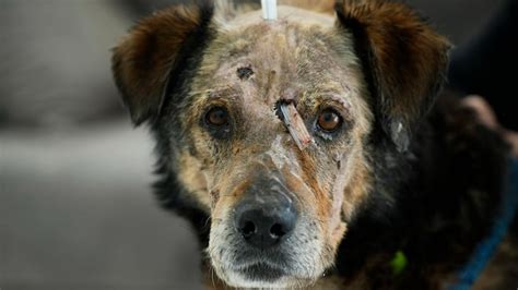 Were any dogs harmed in Strays?