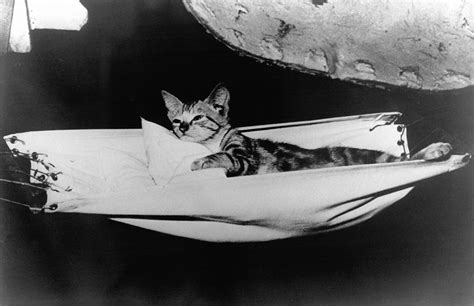 Were there cats on the Titanic?