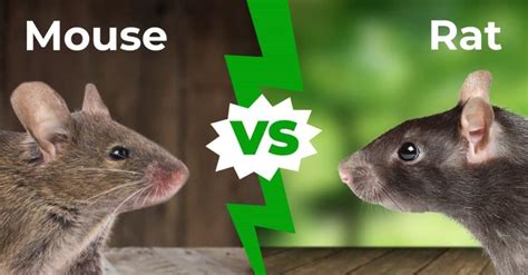 What's a better pet a rat or a mouse?