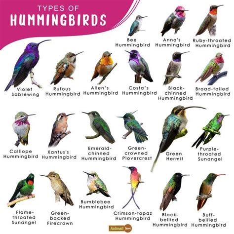 What's a good name for a hummingbird?