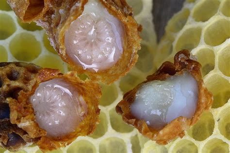 What's in royal jelly?