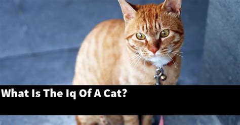 What's the IQ of a cat?