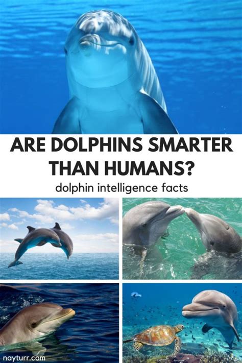 What's the IQ of a dolphin?