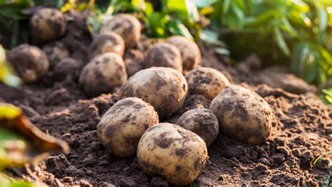 What's the best crop to plant after potatoes?