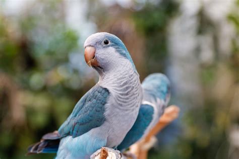 What's the best parrot for a beginner?