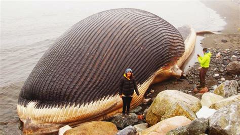 What's the biggest animal in Canada?