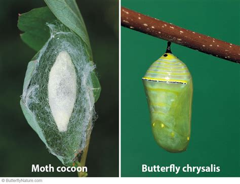What's the difference between a caterpillar and a cocoon?