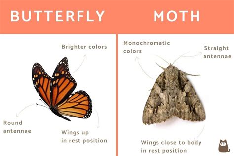 What's the difference between a moth and a butterfly?