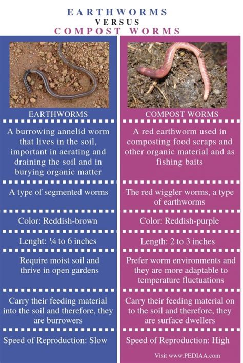 What's the difference between red worms and bloodworms?