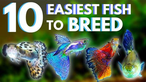 What's the easiest fish to breed?