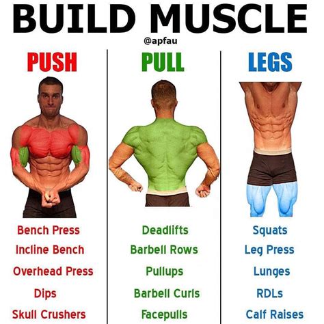 What's the easiest muscle to build?