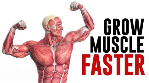 What's the fastest muscle to grow?