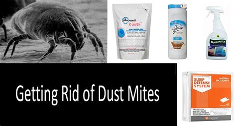 What's the fastest way to get rid of mites?
