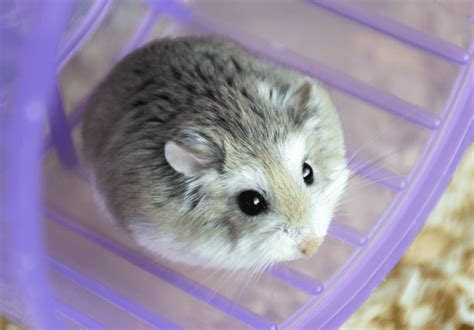 What's the friendliest hamster?