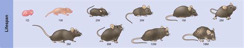What's the life expectancy of a mouse?