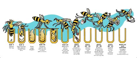 What's the lifespan of a queen bee?