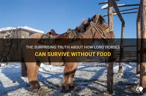 What's the longest a horse can go without eating?