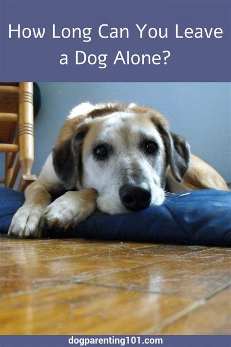 What's the longest you can leave a dog alone?