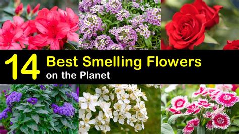What's the most attractive smell?