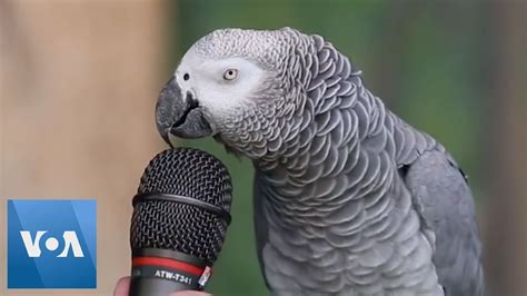 What's the most talkative bird?