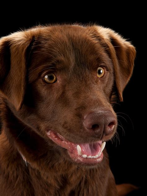 What's the oldest age a chocolate Lab has lived?