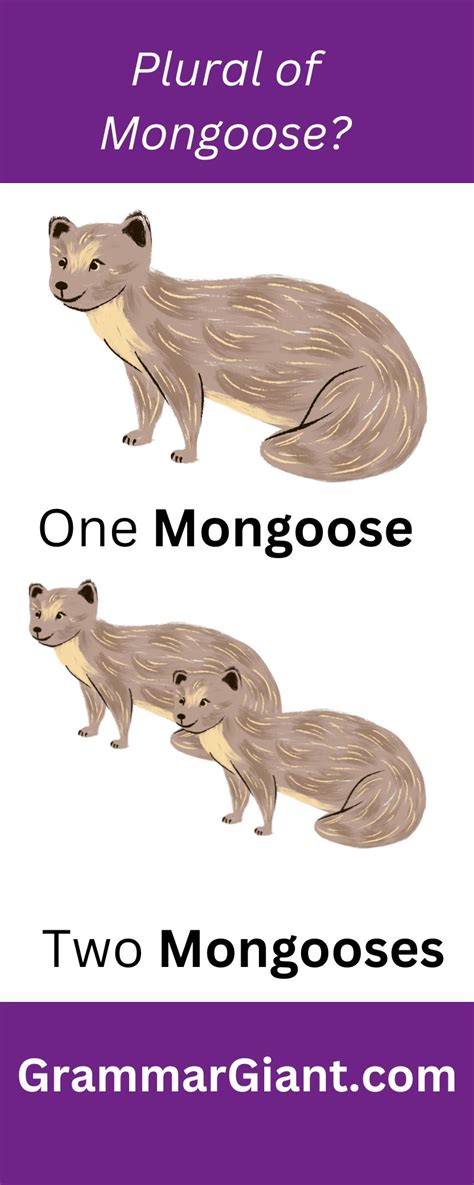 What's the plural of mongoose?