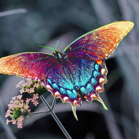 What's the prettiest butterfly?