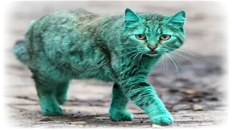 What's the rarest cat color?
