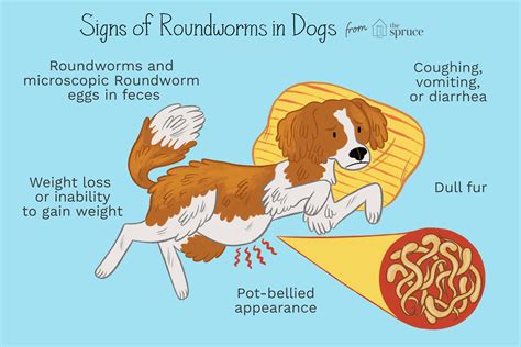 What's the signs of worms in dogs?