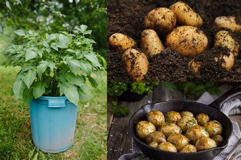 What's the smallest container you can grow potatoes in?