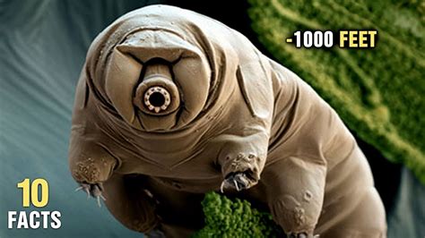 What's the smallest living thing?