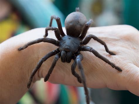 What's the world's biggest spider?